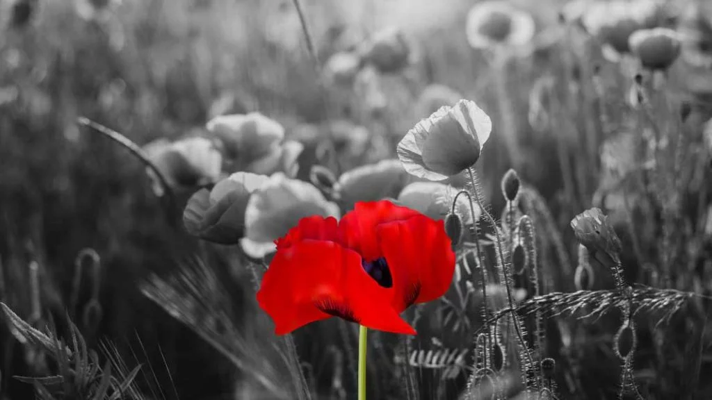 GENNAIO 2025: LA MEMORIA DOPPIA, LE MULTE TANTE E ALTRO ANCORA